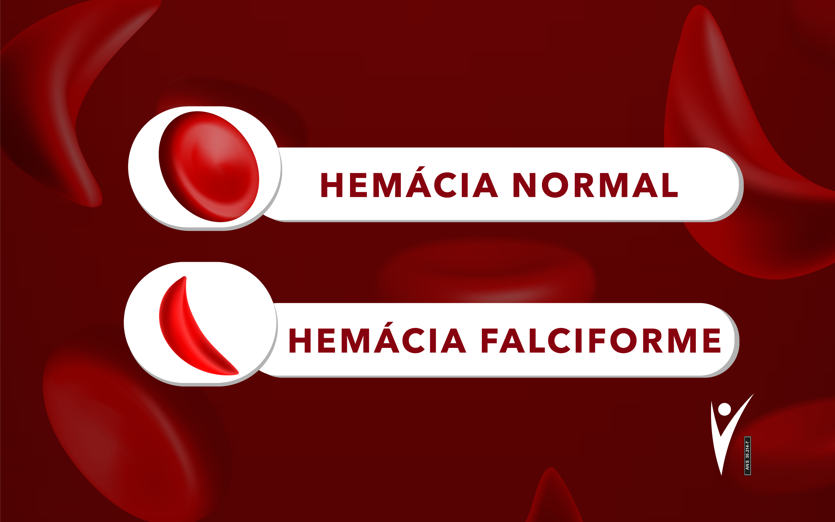 Hemácia norma e falciforme